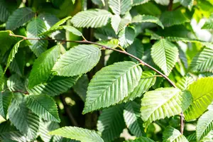 Carpinus betulus 'Lucas' - 100-125 CM C4 - image 1