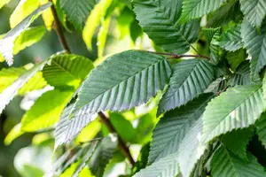 Carpinus betulus 'Lucas' - 40-60 CM P9 WHIP - image 2