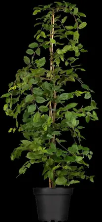 Carpinus betulus 'Minor Globe' - STEM 200 CM, GIRTH 8-10 CM C20 - image 4