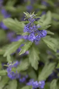 Caryopteris cland. 'Blue Balloon'?
