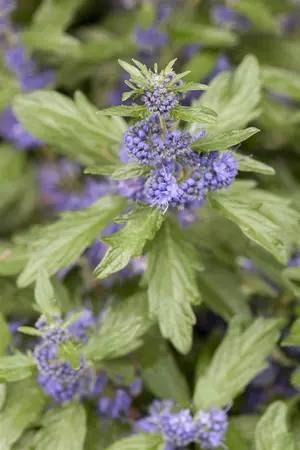 Caryopteris cland. 'Blue Balloon'? - 30-40 CM C3.5 - image 2