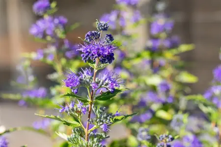 Caryopteris cland. 'Dark Knight' - P9 - image 2