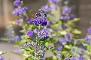 Caryopteris cland. 'Dark Knight' - P9 - image 2