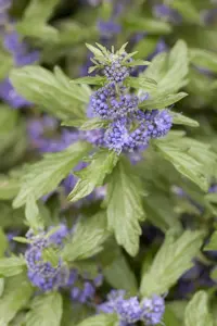Caryopteris cland. 'Good as Gold'? - 40-50 CM C10 - image 3