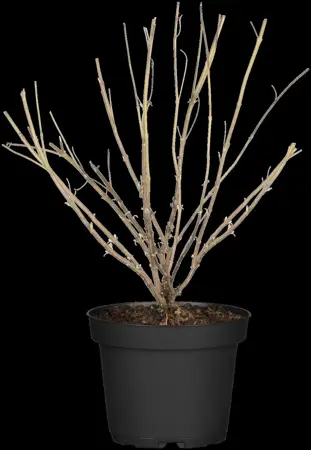 Caryopteris cland. 'Good as Gold'? - 3 Ltr pot - image 5