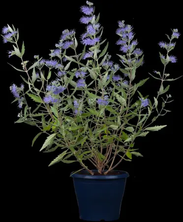 Caryopteris cland. 'Good as Gold'? - 40-50 CM C10 - image 4