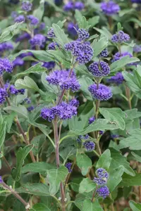 Caryopteris cland. 'Grand Bleu'?