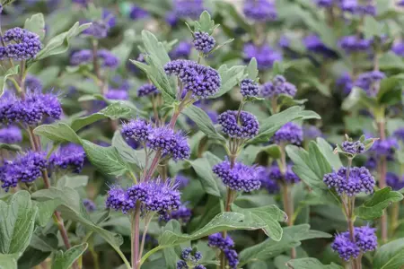 Caryopteris cland. 'Grand Bleu'? - 1.5 Ltr pot - image 2