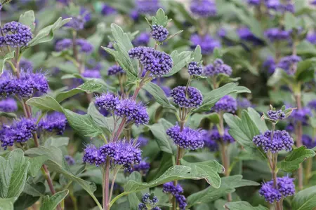 Caryopteris cland. 'Grand Bleu'? - 30-40 CM C10 - image 2