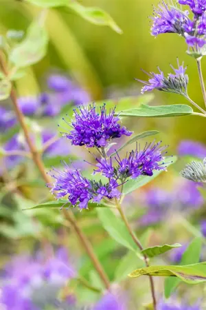 Caryopteris cland. 'Heavenly Blue' - 1.5 Ltr pot - image 2