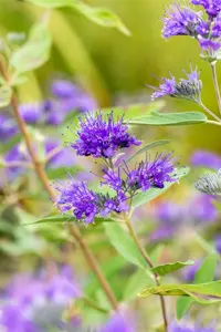 Caryopteris cland. 'Heavenly Blue' - 1.5 Ltr pot - image 2