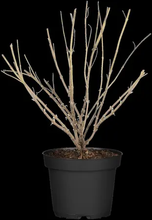 Caryopteris cland. 'Heavenly Blue' - 10 Ltr pot - image 1