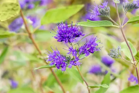 Caryopteris cland. 'Heavenly Blue' - 1.5 Ltr pot - image 3