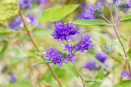 Caryopteris cland. 'Heavenly Blue' - 40-60 CM C10 - image 2