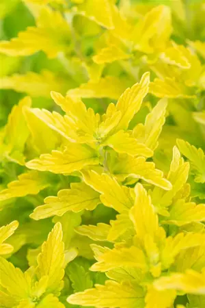 Caryopteris cland. 'Hints of Gold' - 3 Ltr pot - image 2
