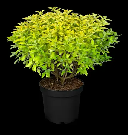 Caryopteris cland. 'Hints of Gold' - 3 Ltr pot - image 1