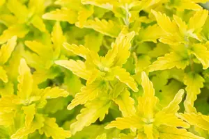 Caryopteris cland. 'Hints of Gold' - 3 Ltr pot - image 3