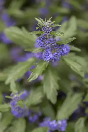 Caryopteris cland. 'Inoveris' - 3 Ltr pot - image 1