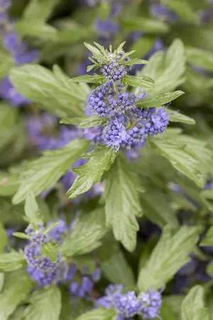Caryopteris cland. 'Inoveris' - 3 Ltr pot - image 2