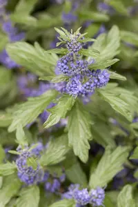 Caryopteris cland. 'Inoveris' - 3 Ltr pot - image 2