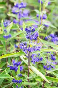 Caryopteris cland. 'Kew Blue' - 40-60 CM C3 - image 4