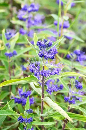 Caryopteris cland. 'Kew Blue' - 40-50 CM C5 - image 4