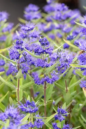 Caryopteris cland. 'Kew Blue' - 20-25 CM P9 - image 3