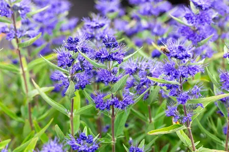 Caryopteris cland. 'Kew Blue' - 20-25 CM P9 - image 2
