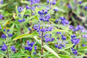 Caryopteris cland. 'Kew Blue' - 40-50 CM C5 - image 3