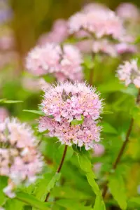 Caryopteris cland. 'Pink Perfection'? - 3 Ltr pot - image 3