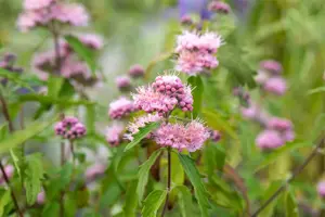 Caryopteris cland. 'Pink Perfection'?