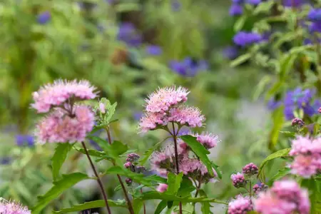 Caryopteris cland. 'Pink Perfection'? - 3 Ltr pot - image 2