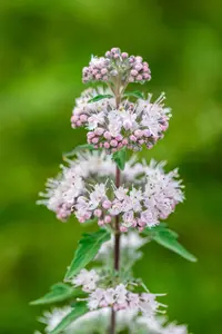 Caryopteris cland. 'Stephi' - P9 - image 5