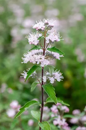 Caryopteris cland. 'Stephi' - 40-50 CM C5 - image 2