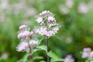 Caryopteris cland. 'Stephi'