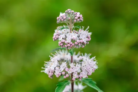 Caryopteris cland. 'Stephi' - P9 - image 4