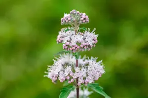 Caryopteris cland. 'Stephi' - P9 - image 4