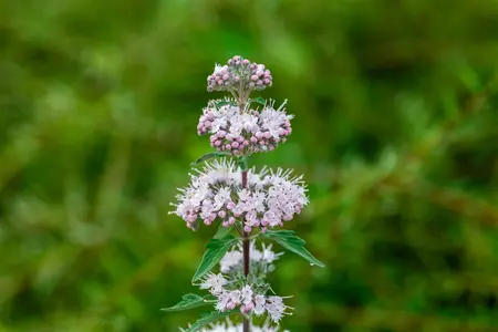 Caryopteris cland. 'Stephi' - 40-50 CM C5 - image 3