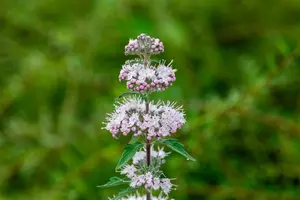 Caryopteris cland. 'Stephi' - 40-50 CM C5 - image 3