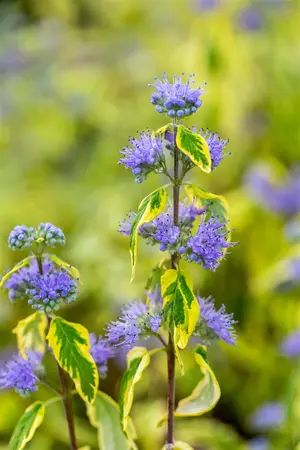 Caryopteris cland. 'Summer Sorbet' - 25-30 CM C2 - image 2