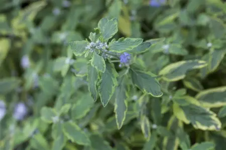 Caryopteris cland. 'Summer Sorbet' - 3 Ltr pot