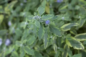 Caryopteris cland. 'Summer Sorbet'