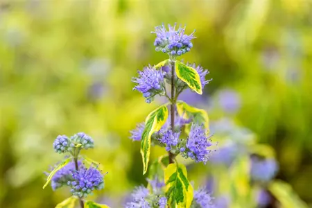 Caryopteris cland. 'Summer Sorbet' - 25-30 CM C2 - image 3