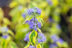 Caryopteris cland. 'Summer Sorbet' - 25-30 CM C2 - image 5