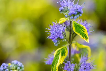 Caryopteris cland. 'Summer Sorbet' - 30-40 CM C3 - image 4