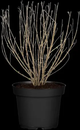 Caryopteris cland. 'Thetis' - P9