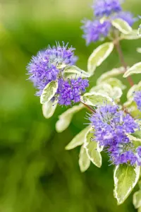Caryopteris cland. 'White Surprise'  - 3 Ltr pot - image 2
