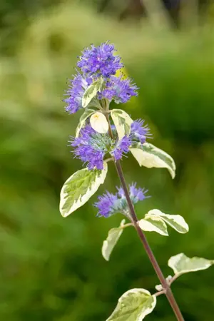 Caryopteris cland. 'White Surprise'  - 3 Ltr pot - image 4