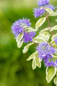 Caryopteris cland. 'White Surprise'  - 30-40 CM C3.5 - image 2