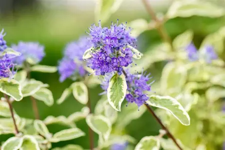 Caryopteris cland. 'White Surprise'  - 3 Ltr pot - image 3